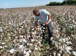 Sirdaryoda 2-sentyabrdan paxta terimi boshlanadi