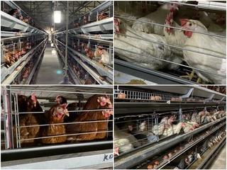 Паррандачилик комплекси яратилади