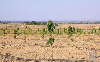 Pure Fruit Trade creates intensive garden on 70 hectares