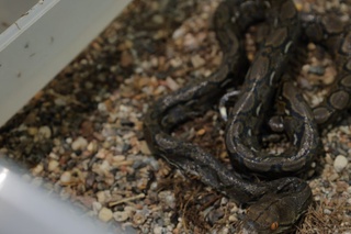 Aeroportda yovvoyi jonivorlarning noqonuniy olib kirilishiga chek qo‘yildi