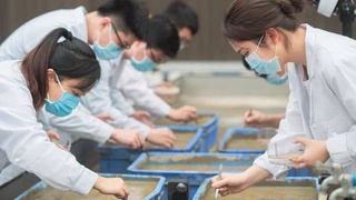 Чин аввалин ҳосили шолии "кайҳонӣ" -ро ҷамъ овард