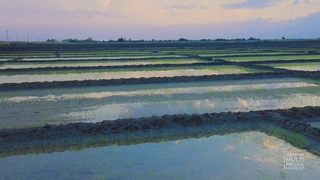 Uzbekistan increases rice production