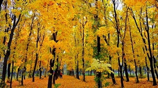 Bugun O‘zbekiston bo‘yicha yog‘ingarchilik kutilmaydi, harorat 8-13 daraja iliq bo‘ladi﻿