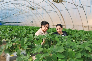 По опыту Сайхунабада в Навои начали выращивать клубнику