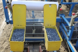 Тўрақўрғон туманида чигит экишга киришилди