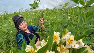 И зимой зацветают цветы