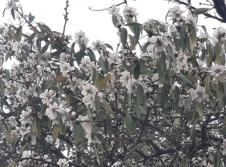 Toshkent viloyatining togʻli Boʻstonliq tumanidagi Oqtosh qishlogʻida bodom gulladi