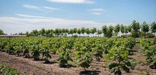 Сирдарёда янги лойиҳа: ёғочдан электр олиш мумкин