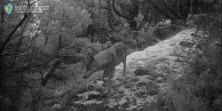 "Ҳисор" давлат қўриқхонасида бўрилар фотоқопқонга тушиб қолди