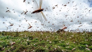 Qozogʻistonning qator viloyatlarida zararli chigirtkaning “Italiya prusi” turi bosqini yuz berdi