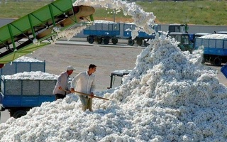 Хлопкоробы Приаралья перевыполнили план