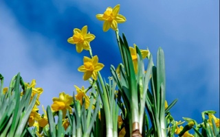 Dam olish kunlari iliq va quruq ob-havo boʻlishi kutilmoqda