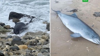 Кубанда танкер ҳалокатидан кейин 11 дельфин ўлик ҳолда топилди