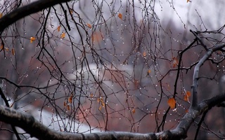 Ҳафтанинг иккинчи ярмида ҳавонинг совиши кутилади