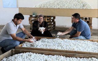 Piskentliklar uygan “kumush tola” xirmoni 146 tonnadan oshdi. Bu yillik rejani ortig'i bilan bajarishga kifoya qildi