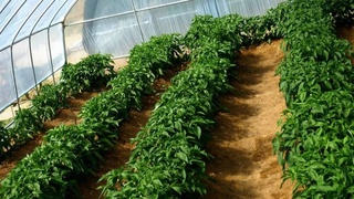 Муйнакская молодежь в пустынных условиях получает солидный доход от теплиц