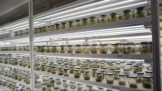 Научный центр картофелеводства