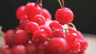 Узбекские ученые создали новые сорта смородины и земляники