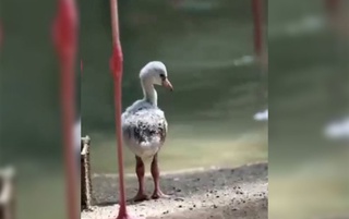 Тошкент ҳайвонот боғида пушти фламинго жўжалари тухумдан чиқди