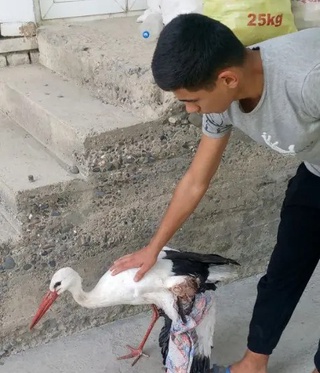 Туркистон оқ лайлагининг ҳаёти сақлаб қолинди