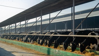 Чорвачилик: қолоқ тармоқдан иқтисодиётнинг драйверига айланаётган соҳа