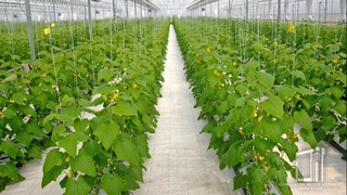 Сирдарёда 60 миллиард сўмликдан ортиқ лойиҳа муддатидан олдин ишга тушди