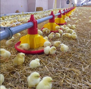 “Навобод Наслли Парранда” фермер хўжалиги томонидан 216 минг 465 бош наслли жўжалар келтирилди