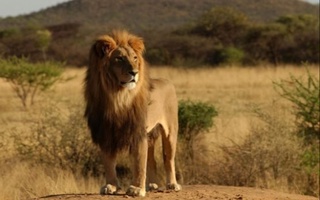 Паркенттеги «Lion Park»те 3 арыслан қәпестен шығып кетти