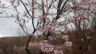 Joriy haftada Oʻzbekistonning barcha hududlari boʻyicha yogʻingarchiliksiz ob-havo boʻlishi kutilmoqda