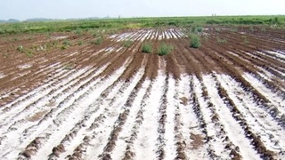 Oʻzbekiston tuproq shoʻrlanishiga qarshi qanday kurashmoqda?