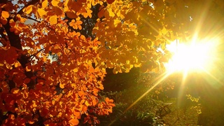 Ноябрь 2023 года стал самым теплым за все годы метеорологических наблюдений в Узбекистане