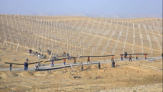 Алтыарықта жүзім бағы құрылып, 4000 отбасыға 25 сотық жер бөліп  беріледі.