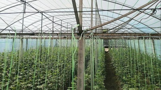 "Темир дафтар" ва "Аёллар дафтар"ига киритилган оилаларга иссиқхоналар қурилиб берилади