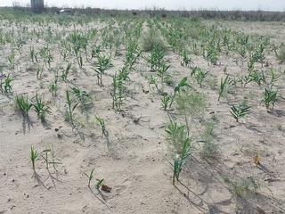 Арал теңизиниң қурыған ултанында жаңа өсимлик - арундо донах