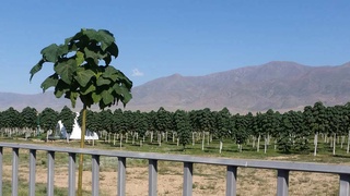 В Навоийской области будет организован питомник павловнии