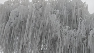 Дам олиш кунлари совуқ чекиниб, кунлар илий бошлайди