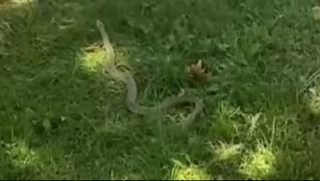 Toshkentdagi bogʻda odamlar orasida ilon oʻrmalab ketayotgani aytildi