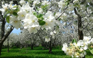 Oʻzgidromet shu haftada kuzatiladigan ob-havo haqida maʼlumot berdi