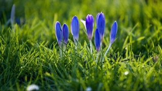 2024 йил баҳор фаслининг биринчи ойи қандай бўлади?