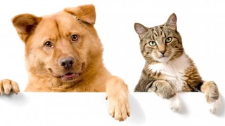 Uyda saqlanayotgan itlar tishlashi natijasida o‘n minglab fuqarolar jabr ko‘radi