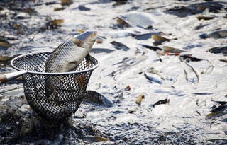 53.2 thousand tons of fish were caught in Uzbekistan in six months