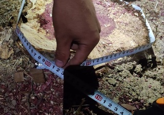 Дарахтларни ноқонуний кесганларга тезкор чора кўрилди