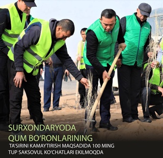 Для снижения негативного воздействия пыльно-песчаных бурь в Сурхандарье высаживают 100 тысяч саженцев саксаула