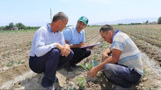 Повторный посев обеспечил занятость 182 тысяч человек