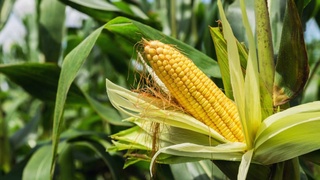 Повторный посев: рабочие места и дополнительный доход