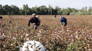 Хлопок 2020: мониторинг продолжается