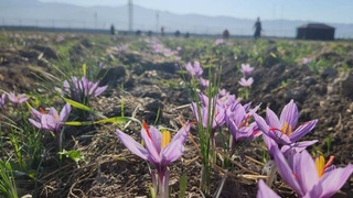 АҚШ өзбек шафран өнімдерін әкелуге рұқсат беру мерзімін ұзартты