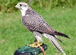 “Марказий Қизилқум” миллий табиат боғи ва “Оқтоғ-Томди” давлат қўриқхонаси ташкил этилди