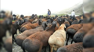 Навоийда 137 бош майда шохли молни ноқонуний равишда ўзлаштирган шахсга нисбатан жиноий иш қўзғатилди