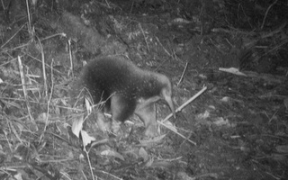 Biologlar qirilib ketgan deb hisoblangan hayvonni topishdi